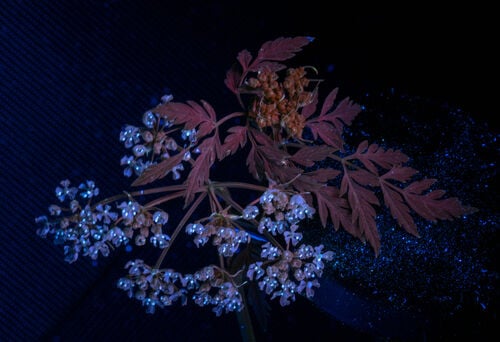 Poison Hemlock — photo 2
