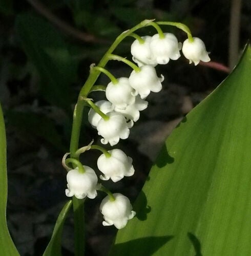 Lily of the Valley — photo 3