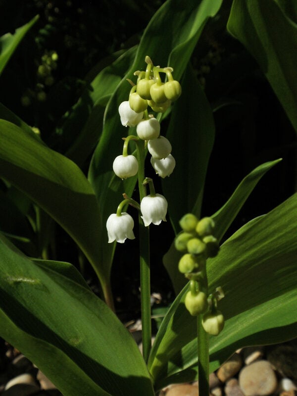 Lily of the Valley