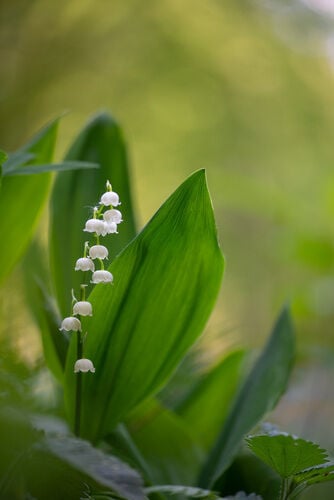 Lily of the Valley — photo 2