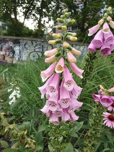 Foxglove — photo 3
