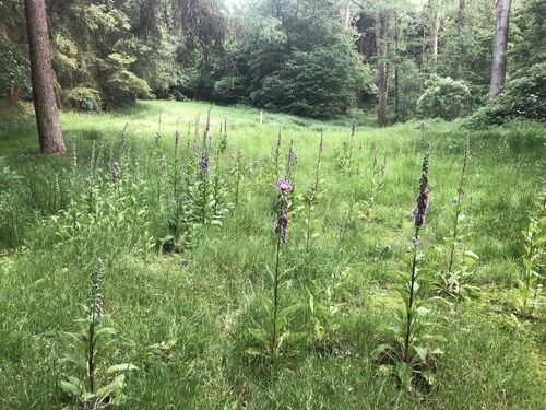 Foxglove — photo 2