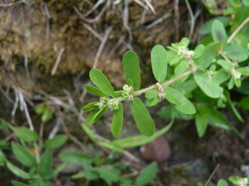 Spotted Spurge — photo 3