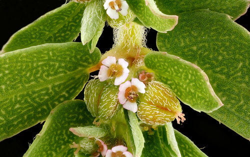 Spotted Spurge — photo 2