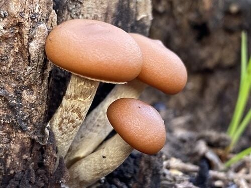 Deadly Galerina (Funeral Bell) — photo 3