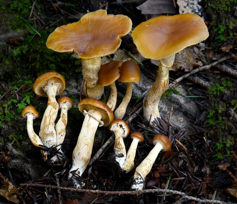 Deadly Galerina (Funeral Bell)