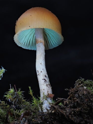 Deadly Galerina (Funeral Bell) — photo 2