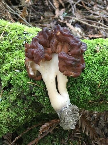 False Morel — photo 3