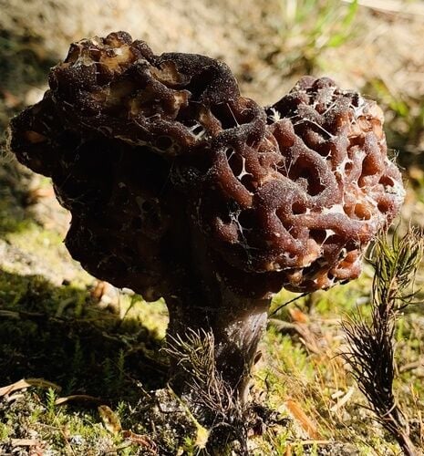 False Morel — photo 2