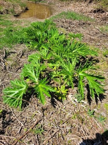 Giant Hogweed — photo 3