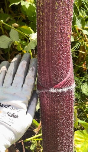 Giant Hogweed — photo 2