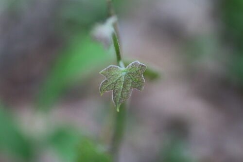 Canadian Moonseed — photo 3