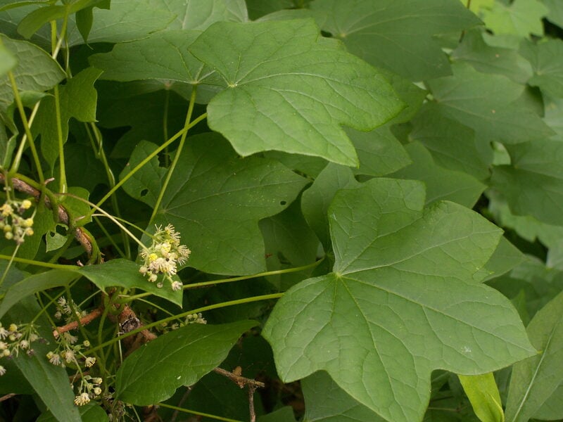 Canadian Moonseed