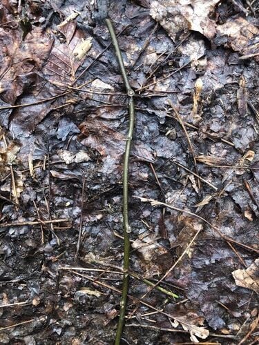 Canadian Moonseed — photo 2