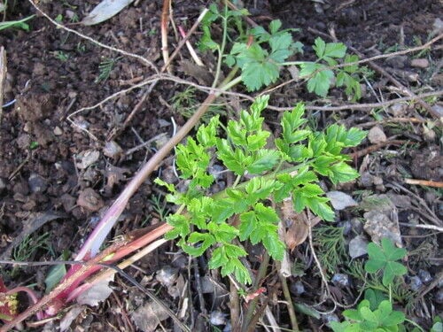 Hemlock Water Dropwort — photo 3