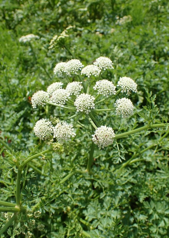 Hemlock Water Dropwort