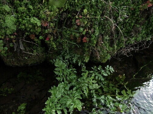 Hemlock Water Dropwort — photo 2