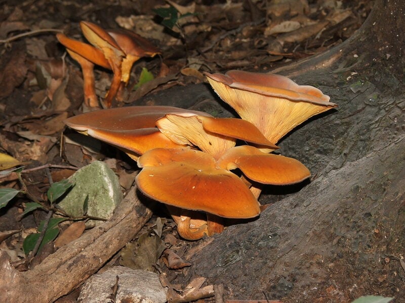 Jack-O'-Lantern Mushroom