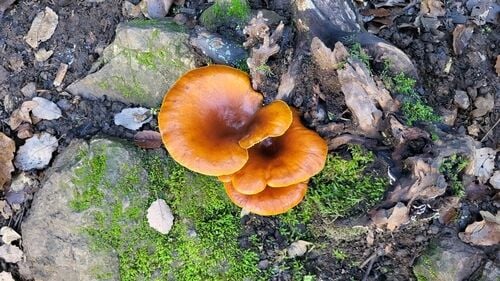 Jack-O'-Lantern Mushroom — photo 2