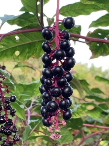Pokeweed — photo 3