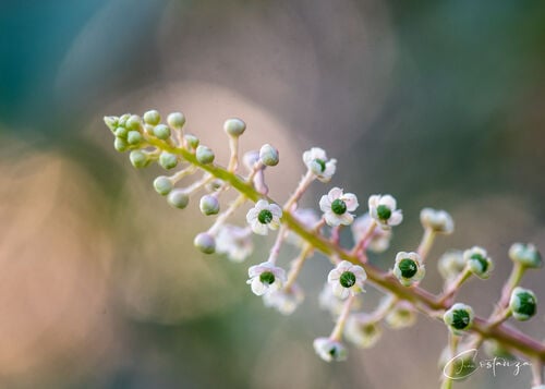 Pokeweed — photo 2