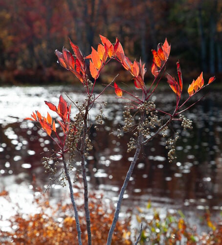 Poison Sumac — photo 3