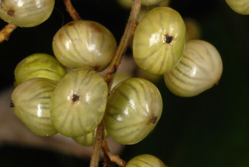 Poison Sumac — photo 2