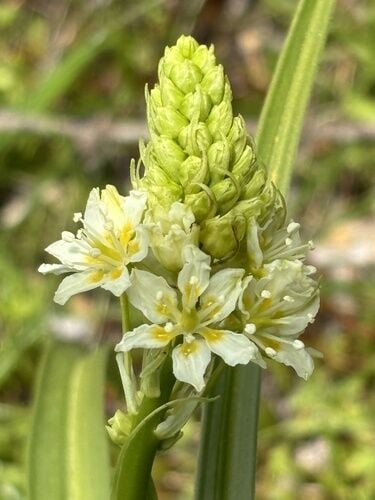 Death Camas — photo 3