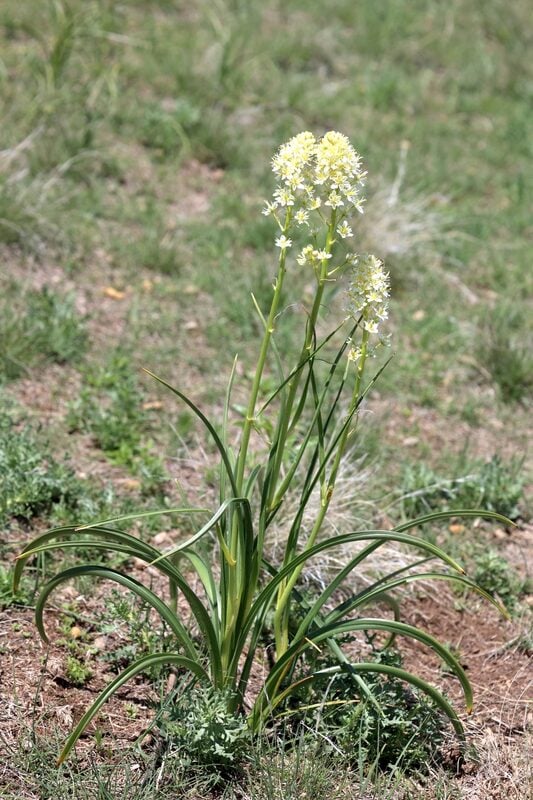 Death Camas