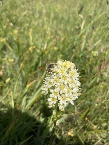 Death Camas — photo 2