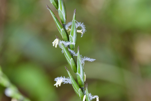Lophatherum gracile