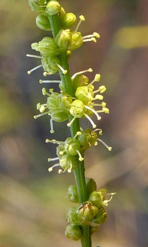 Lophiocarpus tenuissimus (Narrow-leaved pondweed) — photo