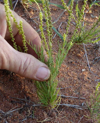 Lophiocarpus tenuissimus