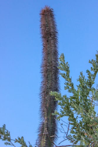 Lophocereus schottii (Senita) — photo
