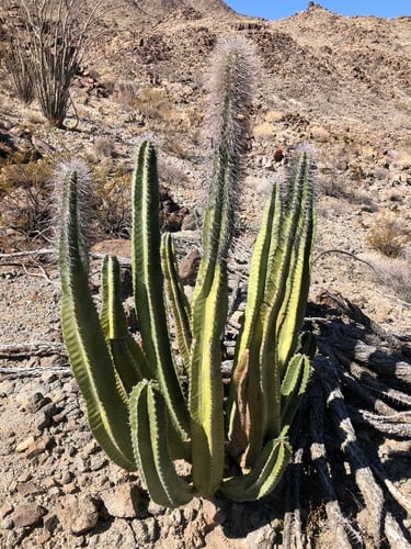 Lophocereus schottii