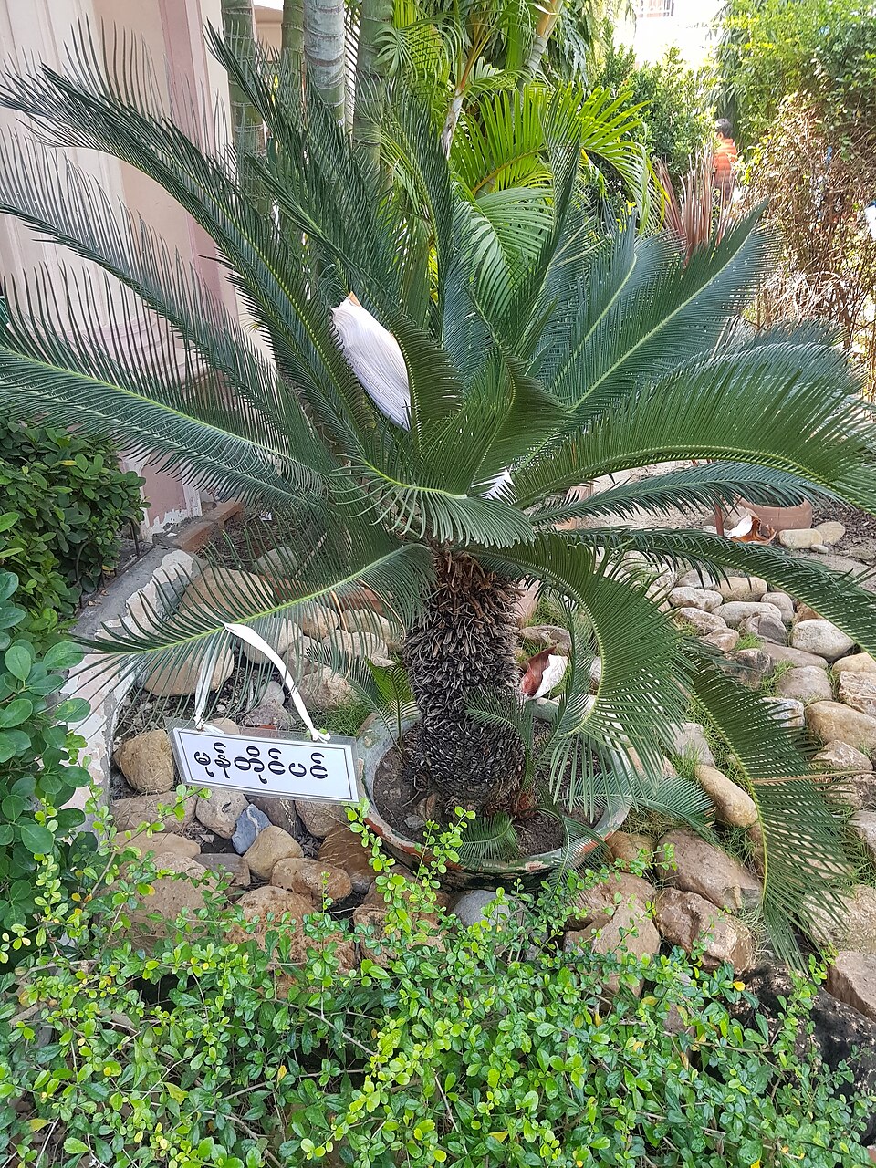 Lophopetalum wallichii
