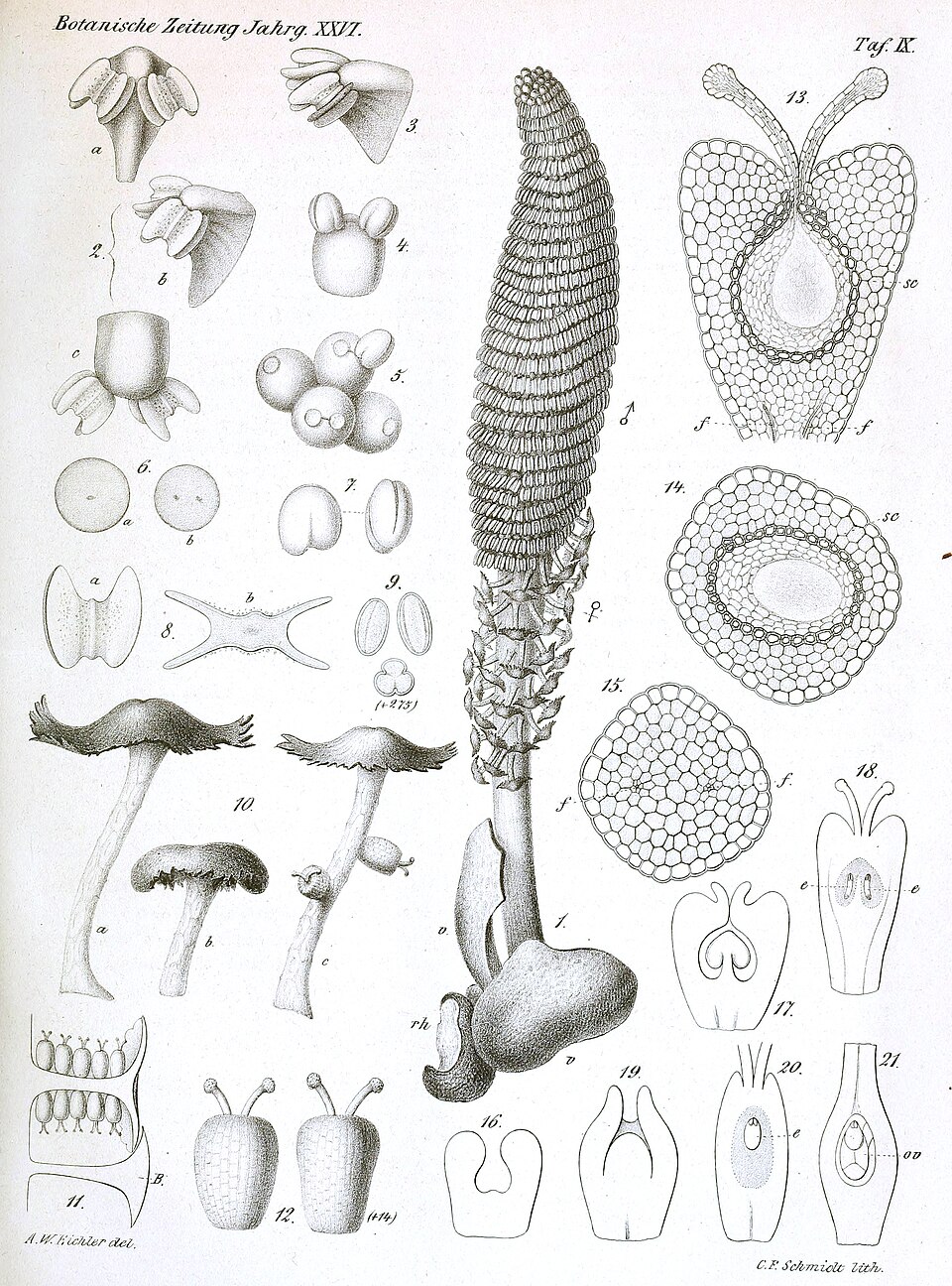 Lophophytum sp. — photo