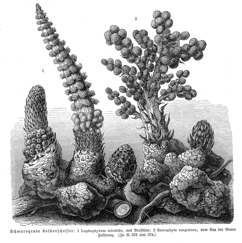 Lophophytum sp.