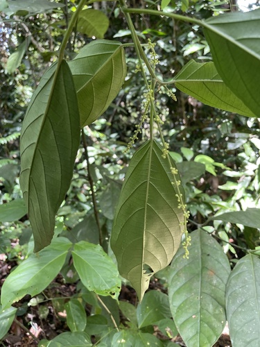 Lophopyxis maingayi