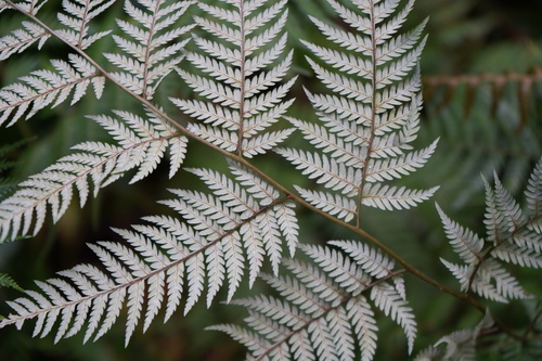 Lophosoria quadripinnata — photo