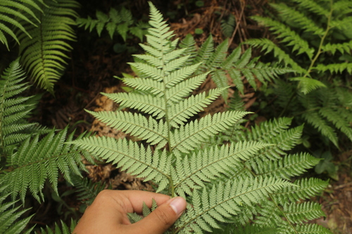 Lophosoria quadripinnata — photo