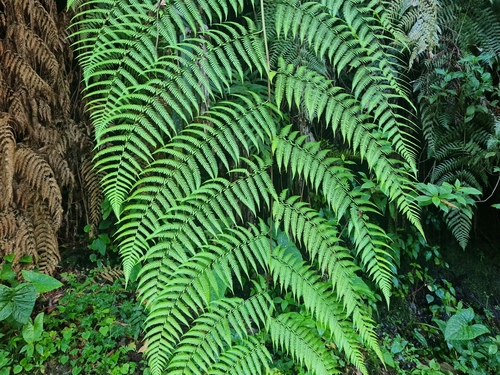 Lophosoria quadripinnata