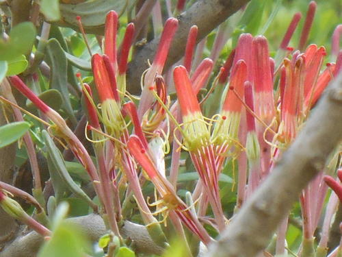 Loranthus discolor