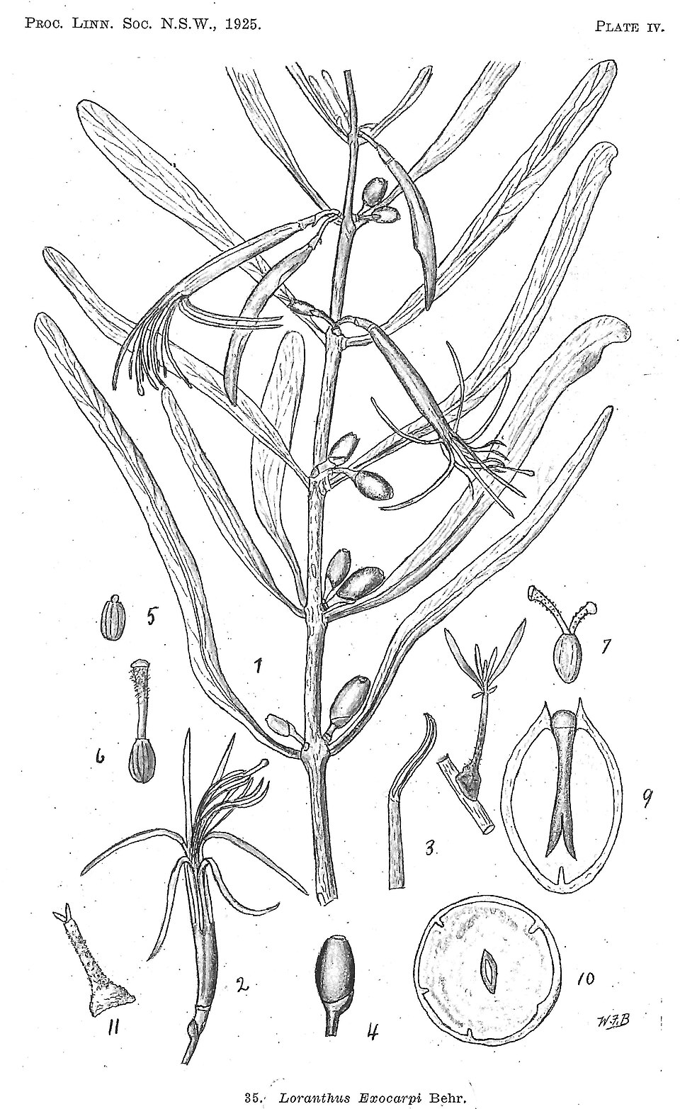 Loranthus exocarpi