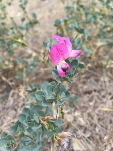 Lotus gebelia — photo