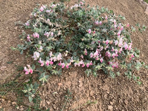 Lotus gebelia — photo