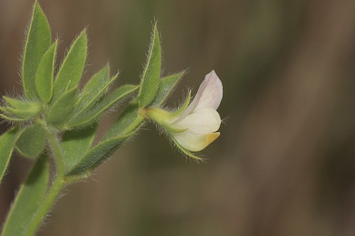 Lotus unifoliolatus var. unifoliolatus (Prairie trefoil) — photo