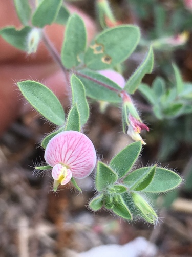 Lotus unifoliolatus var. unifoliolatus (Prairie trefoil) — photo