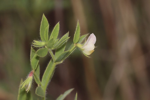 Lotus unifoliolatus var. unifoliolatus