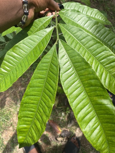 Lovoa trichilioides
